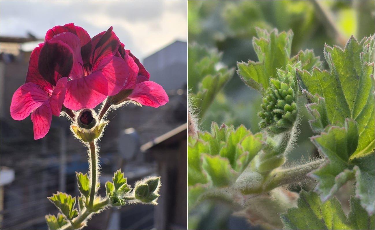 Photographs of small subjects, whether portrait or not, provide natural colors and natural blur.