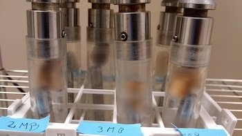 Paleogenomics studies published in